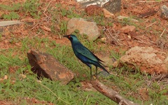 Lamprotornis chalybaeus