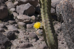 Corryocactus brevistylus