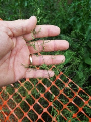 Poa trivialis