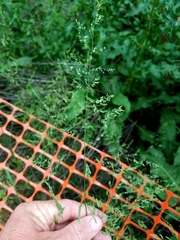Poa trivialis