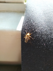Pyrrhocoroidea