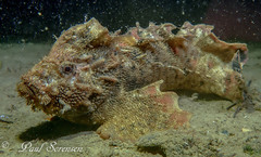 Aploactisoma milesii