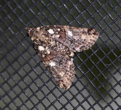 Lophoptera