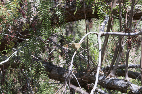 Slender-billed Finch (Xenospingus concolor), photo 5