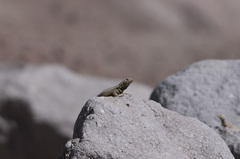 Microlophus theresioides