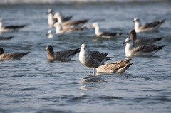 Larus dominicanus