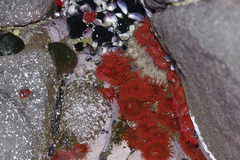 Anemonia alicemartinae
