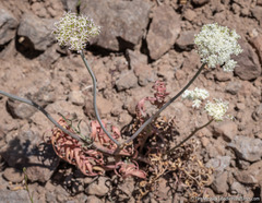 Perideridia bolanderi