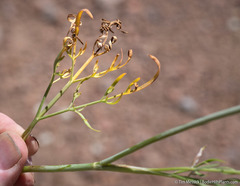 Perideridia bolanderi