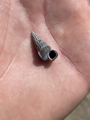 Cerithideopsis californica