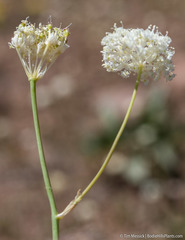Perideridia bolanderi