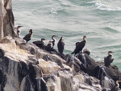 Phalacrocorax carbo