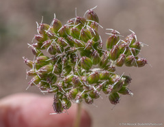 Perideridia bolanderi