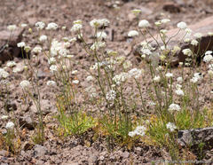 Perideridia bolanderi