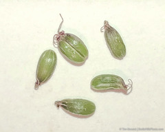 Perideridia bolanderi