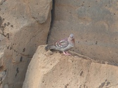 Columba guinea