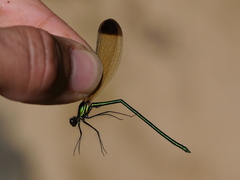 Calopteryx dimidiata