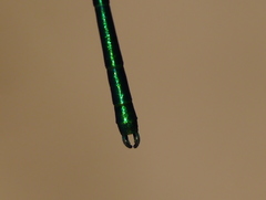 Calopteryx dimidiata