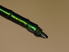 Calopteryx dimidiata