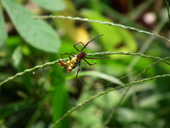 Micrathena fissispina