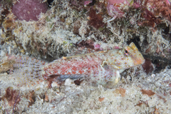 Synchiropus morrisoni