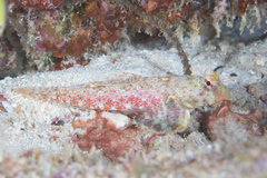 Synchiropus morrisoni