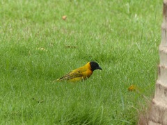 Ploceus melanocephalus