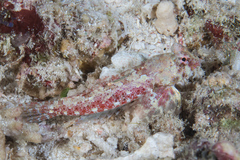 Synchiropus morrisoni