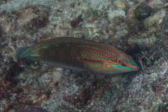 Halichoeres biocellatus