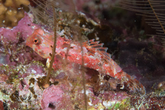 Synchiropus morrisoni