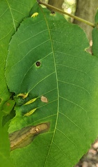 Phylloxera caryaevenae