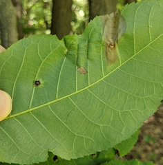 Phylloxera caryaevenae