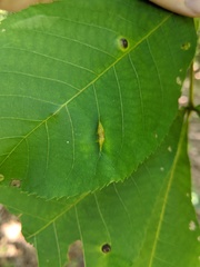 Phylloxera caryaevenae