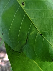 Phylloxera caryaevenae