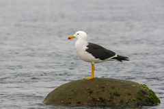 Larus belcheri