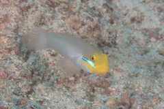 Valenciennea strigata