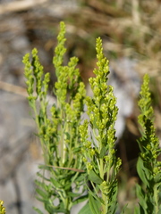 Solidago elongata