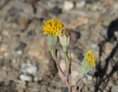 Chaenactis glabriuscula