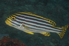 Plectorhinchus vittatus
