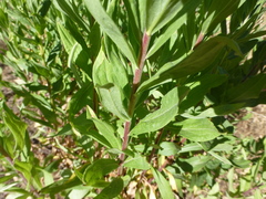 Solidago elongata