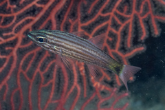 Cheilodipterus artus