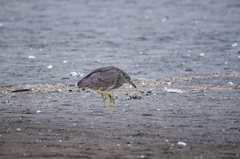 Nycticorax nycticorax