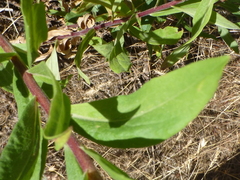 Solidago elongata
