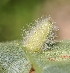 Caryomyia albipilosa