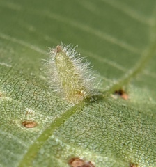 Caryomyia albipilosa