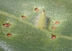 Caryomyia albipilosa