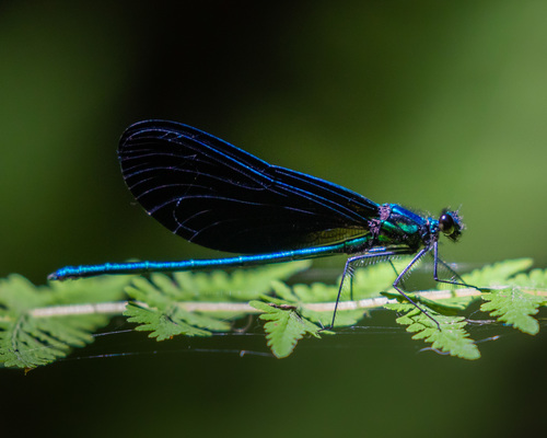 Ebony Jewelwing, photo 6 of 9