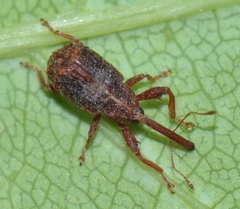 Anthonomus quadrigibbus