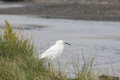 Egretta thula