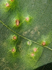 Caryomyia albipilosa